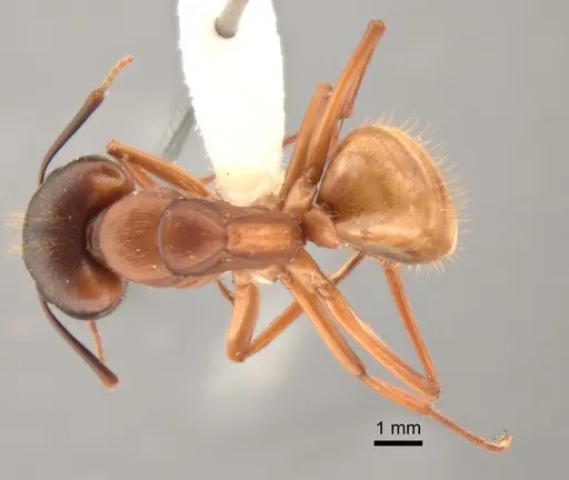 Camponotus semitestaceus - CASENT0882294