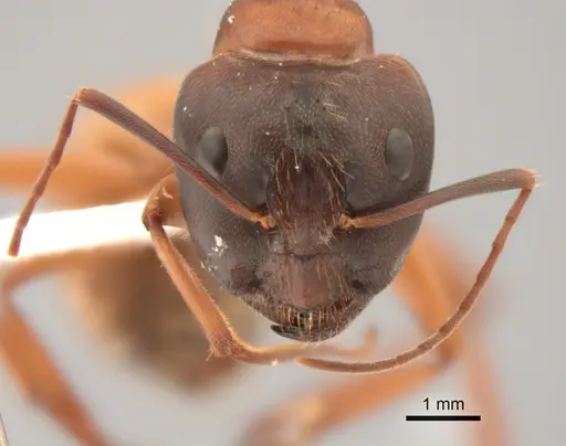 Camponotus semitestaceus - CASENT0882294