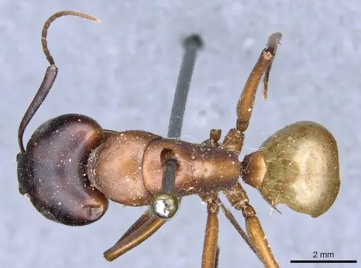 Camponotus semitestaceus - CASENT0905196