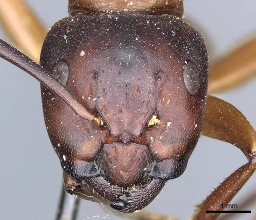 Camponotus semitestaceus - CASENT0905196