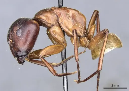 Camponotus semitestaceus - CASENT0905196