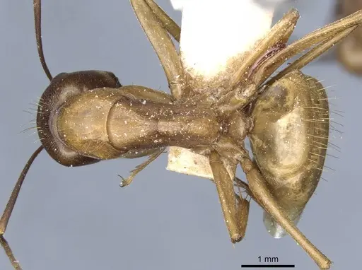 Camponotus semitestaceus - CASENT0905197