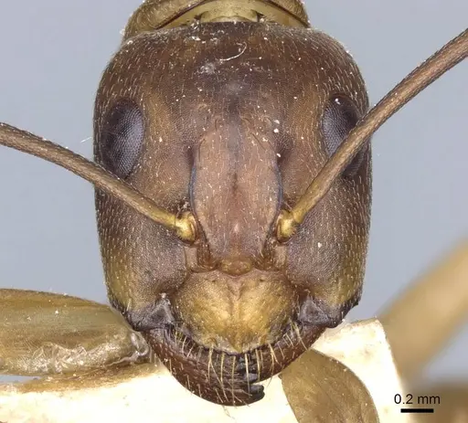 Camponotus semitestaceus - CASENT0905197