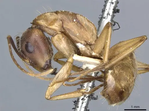 Camponotus semitestaceus - CASENT0905197
