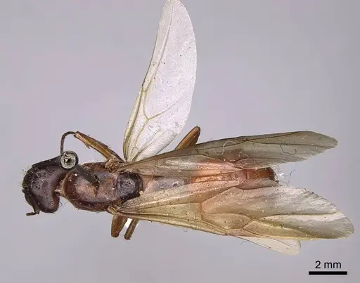 Camponotus semitestaceus - CASENT0923038