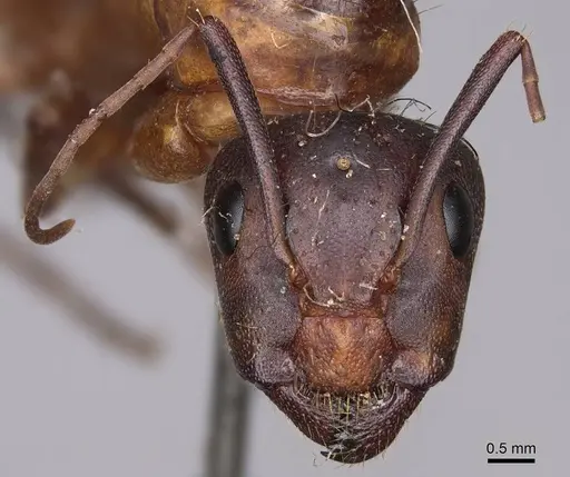 Camponotus semitestaceus - CASENT0923038