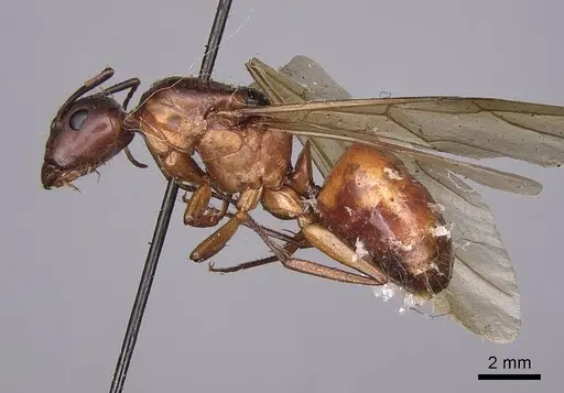 Camponotus semitestaceus - CASENT0923038