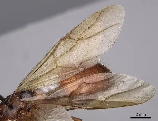 Camponotus semitestaceus - CASENT0923038