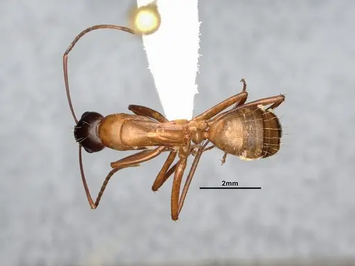 Camponotus semitestaceus - CASENT4031393