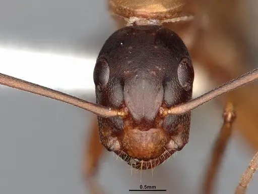 Camponotus semitestaceus - CASENT4031393
