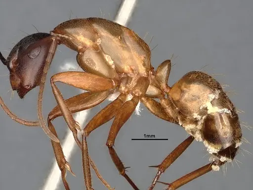 Camponotus semitestaceus - CASENT4031393