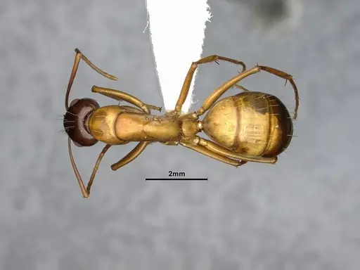 Camponotus semitestaceus - CASENT4031394