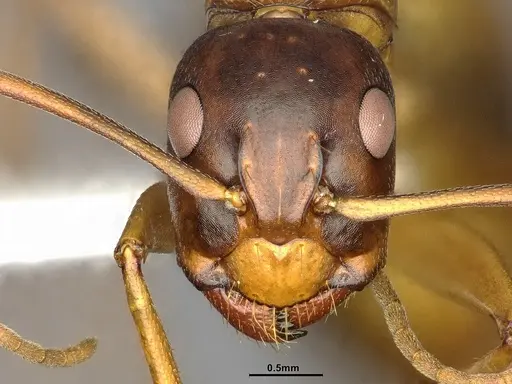 Camponotus semitestaceus - CASENT4031394