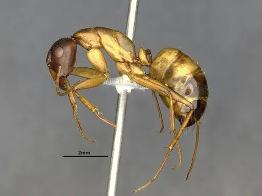 Camponotus semitestaceus - CASENT4031394