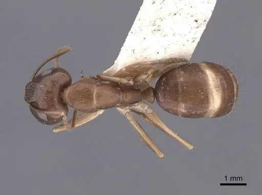 Camponotus semitestaceus - FMNHINS0000062298
