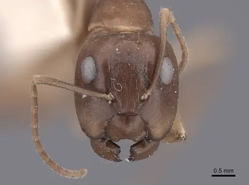 Camponotus semitestaceus - FMNHINS0000062298