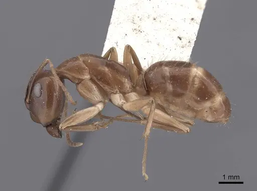 Camponotus semitestaceus - FMNHINS0000062298