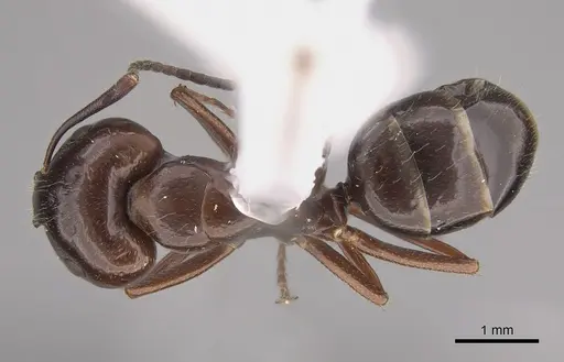 Camponotus semoni specimen