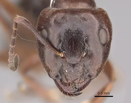 Camponotus semoni specimen