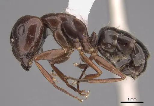 Camponotus semoni specimen