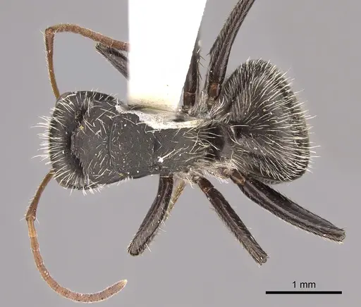 Camponotus senex specimen