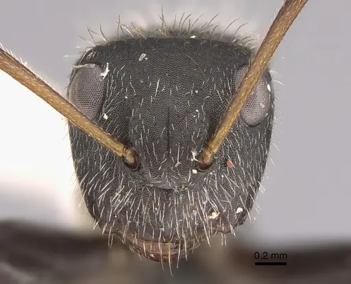 Camponotus senex specimen