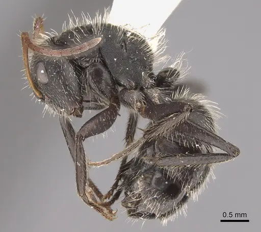 Camponotus senex specimen