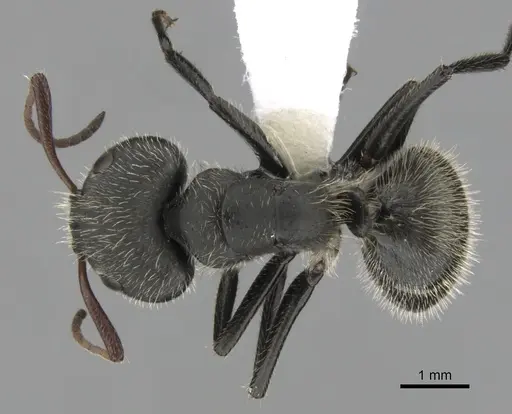 Camponotus senex - CASENT0280095