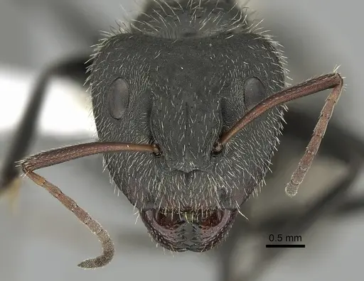 Camponotus senex - CASENT0280095