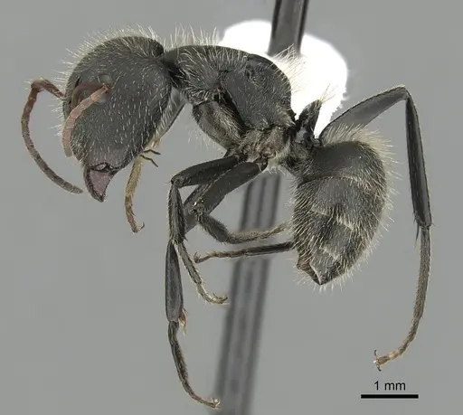Camponotus senex - CASENT0280095