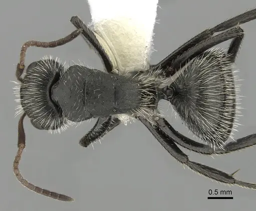 Camponotus senex - CASENT0280096