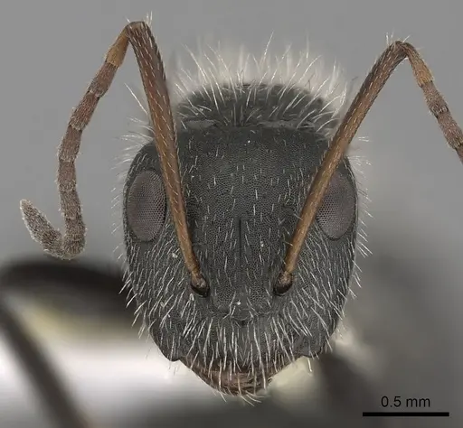 Camponotus senex - CASENT0280096