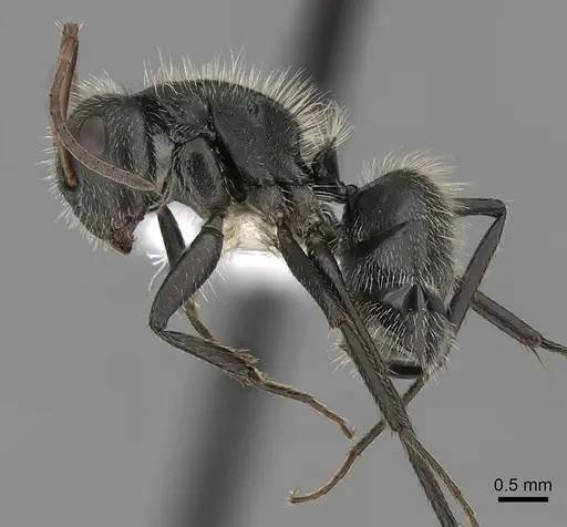 Camponotus senex - CASENT0280096