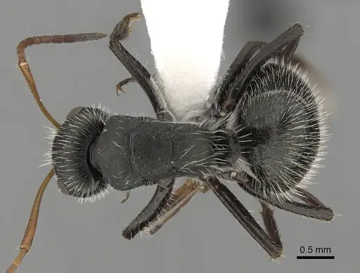 Camponotus senex - CASENT0280102