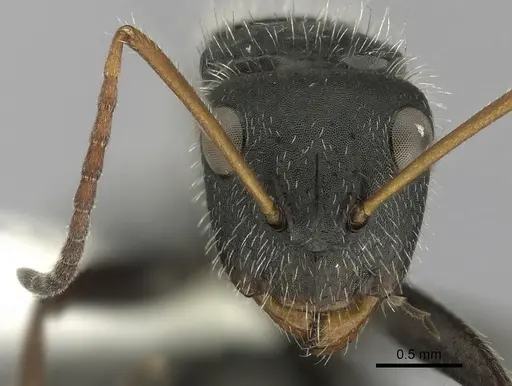 Camponotus senex - CASENT0280102