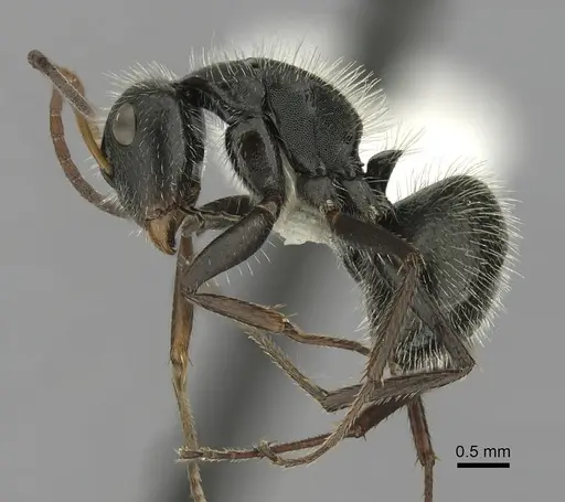 Camponotus senex - CASENT0280102