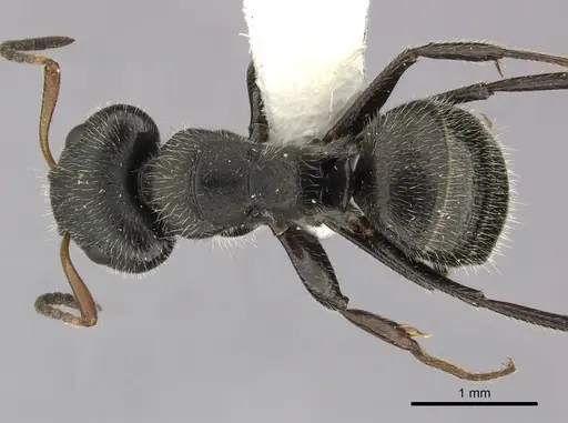 Camponotus senex - CASENT0619239