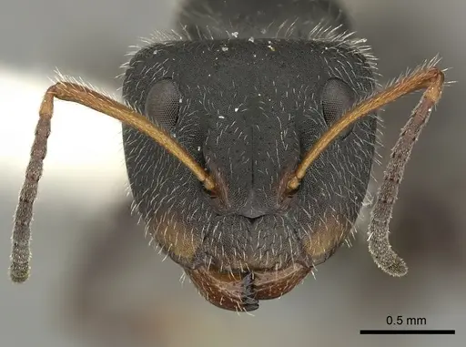 Camponotus senex - CASENT0619239