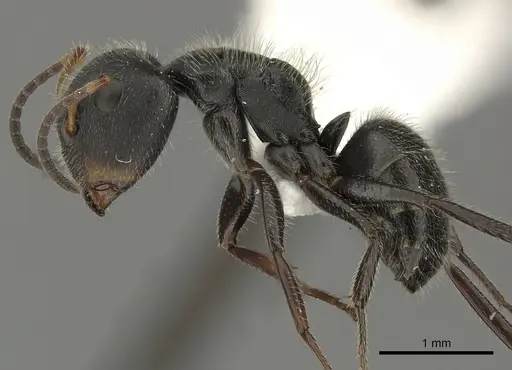 Camponotus senex - CASENT0619239