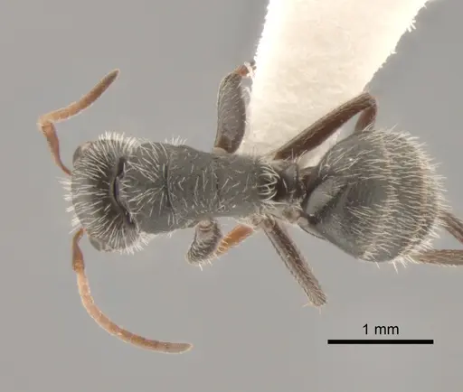 Camponotus senex - CASENT0882303