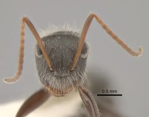 Camponotus senex - CASENT0882303