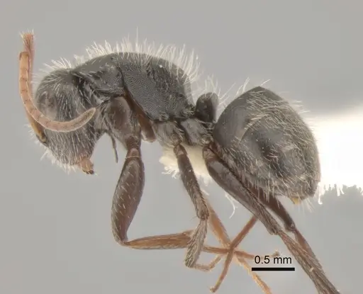 Camponotus senex - CASENT0882303