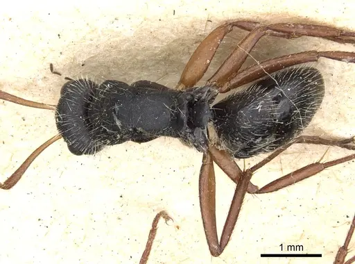 Camponotus senex - CASENT0903636