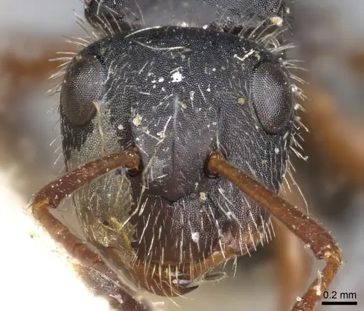 Camponotus senex - CASENT0903636