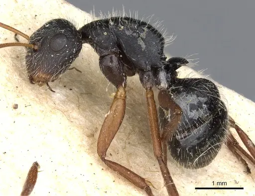 Camponotus senex - CASENT0903636