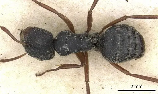 Camponotus senex - CASENT0903637