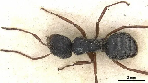 Camponotus senex - CASENT0903637