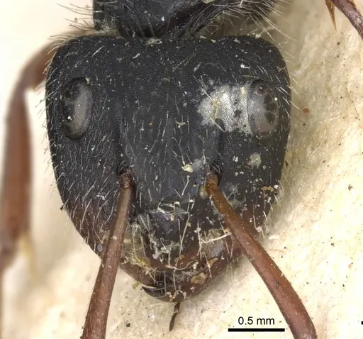 Camponotus senex - CASENT0903637