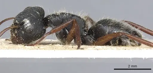 Camponotus senex - CASENT0903637