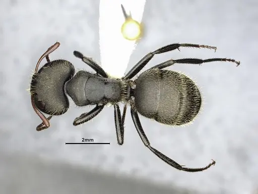 Camponotus senex - CASENT4032249